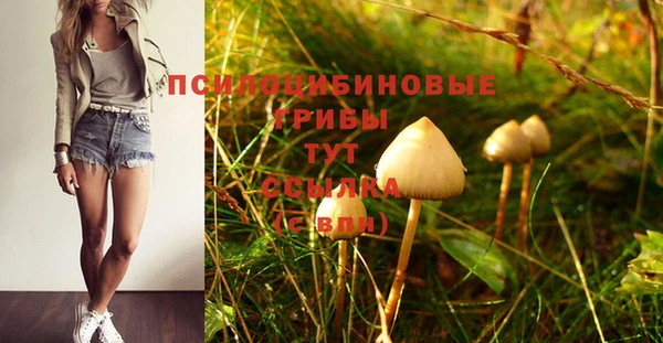 индика Абаза
